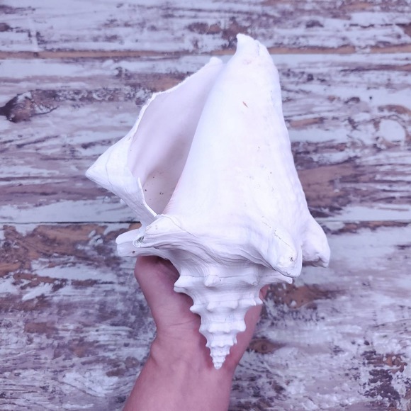 Vintage | Fossilized Conch Shell